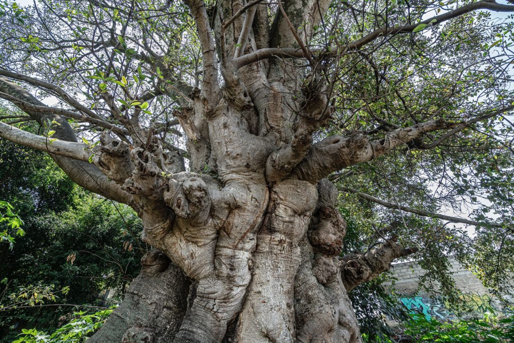 árbol amate