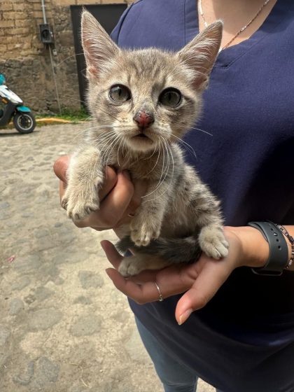 B486 10/08/25 RESCATE DE CINCO GATITOS EN SITUACIÓN DE MALTRATO EN CUERNAVACA