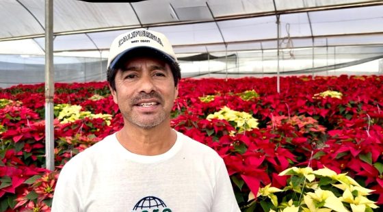 B727 18/11/25 CUERNAVACA IMPULSA LA PRODUCCIÓN LOCAL DE FLORES DE NOCHEBUENA