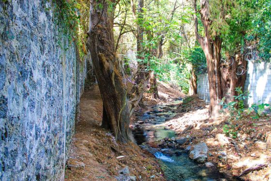 B918 06/02/26 CUERNAVACA DECLARA CINCO AHUEHUETES DE CHALCHIHUAPAN COMO ÁRBOLES NOTABLES DE LA CIUDAD