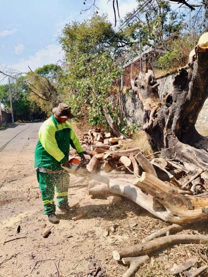 B989 06/03/26 ATIENDE AYUNTAMIENTO DE CUERNAVACA ÁRBOLES EN RIESGO EN COLONIAS DEL MUNICIPIO