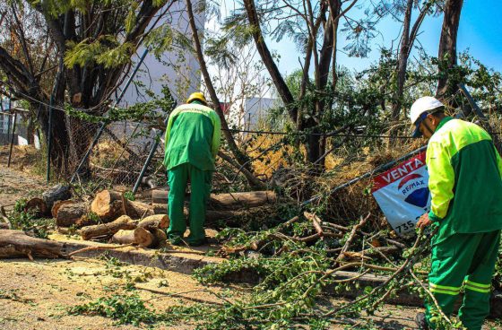 B1027 18/03/26 SERVICIOS PÚBLICOS BRINDA ATENCIÓN OPORTUNA ANTE ÁRBOLES CAÍDOS EN CUERNAVACA