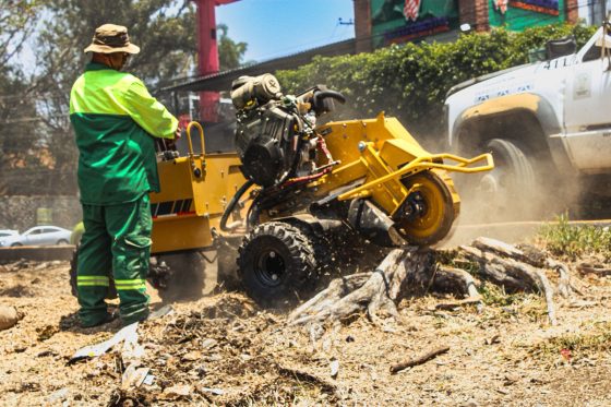 B1121 23/04/26 INICIA EN CUERNAVACA PROGRAMA PARA MEJORAR ESPACIOS PÚBLICOS CON RETIRO DE RESTOS DE TRONCOS DE ÁRBOLES