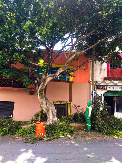 F229 30/04/26 SERVICIOS PÚBLICOS DE CUERNAVACA REFUERZA PODAS PREVENTIVAS ANTE TEMPORADA DE LLUVIAS