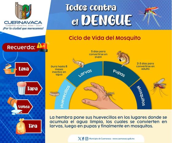 B1177 13/05/26 AYUNTAMIENTO DE CUERNAVACA Y SERVICIOS DE SALUD DE MORELOS REFUERZAN ACCIONES PREVENTIVAS PARA MANTENER A LA BAJA LOS CASOS DE DENGUE