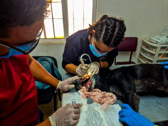 F243 20/05/26 CUERNAVACA PROMUEVE EL CUIDADO Y BIENESTAR DE ANIMALES EN RESGUARDO MUNICIPAL CON JORNADA DE PROFILAXIS