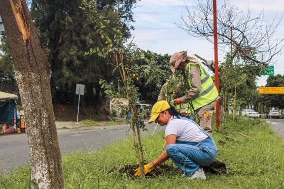 F287 23/07/26 DESARROLLO SUSTENTABLE FORTALECE EL ARBOLADO URBANO CON LA PLANTACIÓN DE 45 ÁRBOLES EN AVENIDA VICENTE GUERRERO