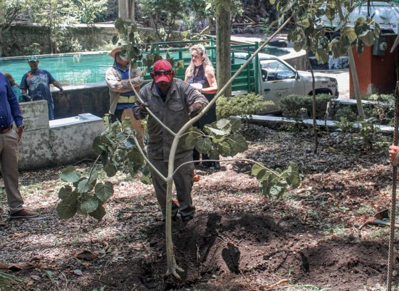 F285 16/07/26 MUNICIPIO DE CUERNAVACA CONMEMORA EL DÍA INTERNACIONAL DEL ÁRBOL CON LA PLANTACIÓN DE ÁRBOLES NATIVOS EN EL PARQUE MELCHOR OCAMPO