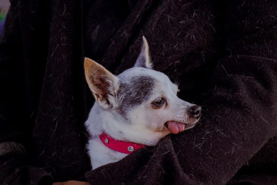 B1590 05/10/26 CUERNAVACA ES SEDE DE LA V JORNADA DE ESTERILIZACIÓN MASIVA CANINA Y FELINA EN AMÉRICA LATINA