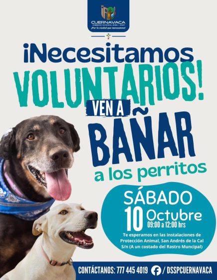 B1601 08/10/26 EL DEPARTAMENTO DE PROTECCIÓN ANIMAL INVITA A JORNADA DE BAÑO Y CONVIVENCIA CON ANIMALES DE COMPAÑÍA