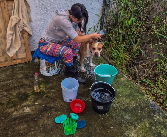 B1617 14/10/26 PROMUEVE CUERNAVACA EL BIENESTAR ANIMAL CON JORNADA DE BAÑO Y CONVIVENCIA PARA PERRITOS EN RESGUARDO MUNICIPAL